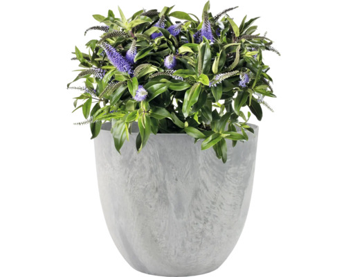 Bloeiende Veronica plant in een bloempot