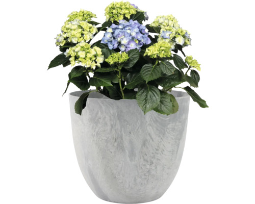 Hortensia in plantenbak