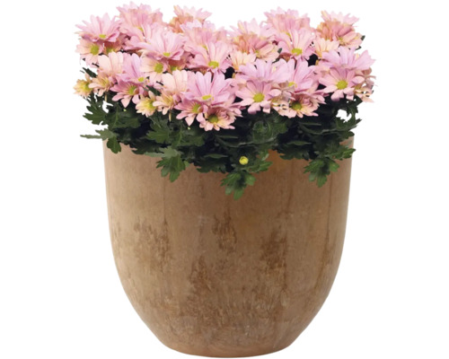 Chrysant in keramische pot