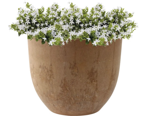 Bloempot met witbloeiende planten