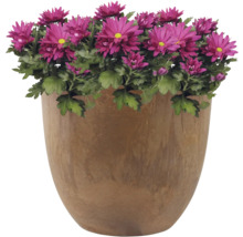 Chrysanten in een pot