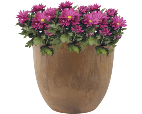 Chrysanten in een pot