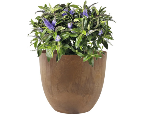 Bloeiende struikveronica in plantenbak