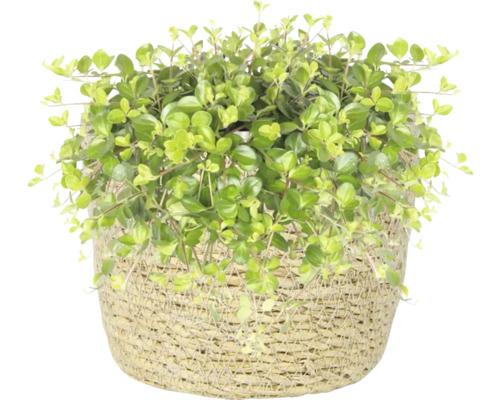 Corokia in mand