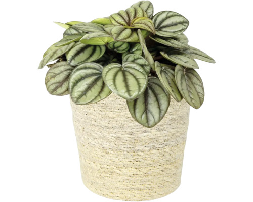 Peperomia kamerplant in een pot van natuurlijke vezels