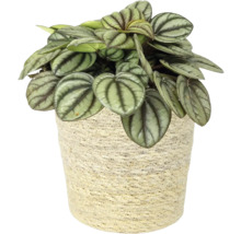 Peperplant in een pot