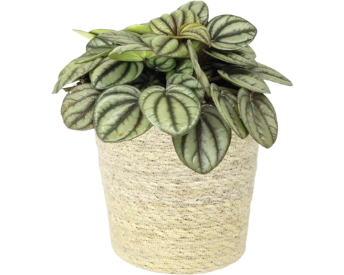 Peperplant in een pot