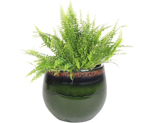 Groene varen in pot voor binnenshuis