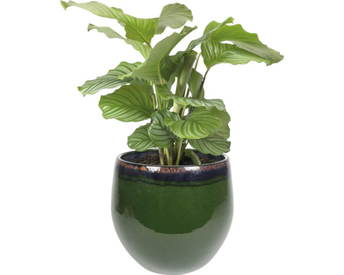 Calathea kamerplant in een keramische pot