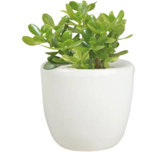 Geldboom in witte pot