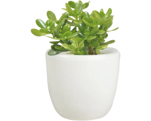 Geldboom in witte pot