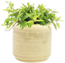 Pot met groene plant
