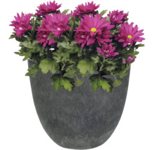 Chrysanthemum in pot