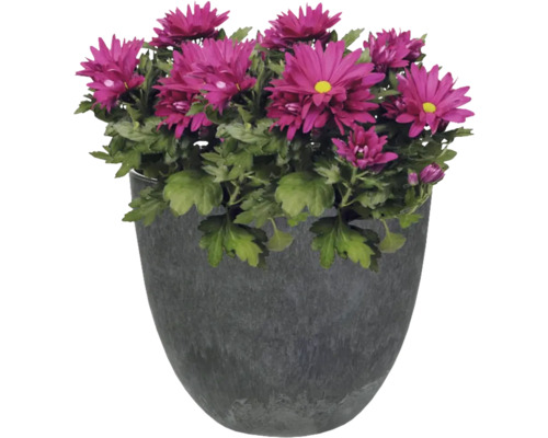 Chrysanthemum in pot