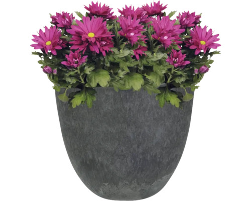 Chrysanten in een plantenbak