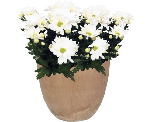 Chrysant in pot met witte bloemen