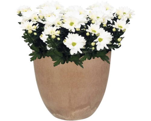 Chrysanten in een plantenbak