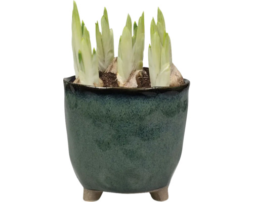 Kamerplant in keramische pot