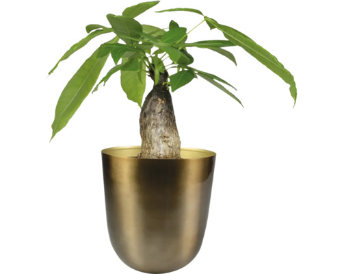 Watercacao in pot