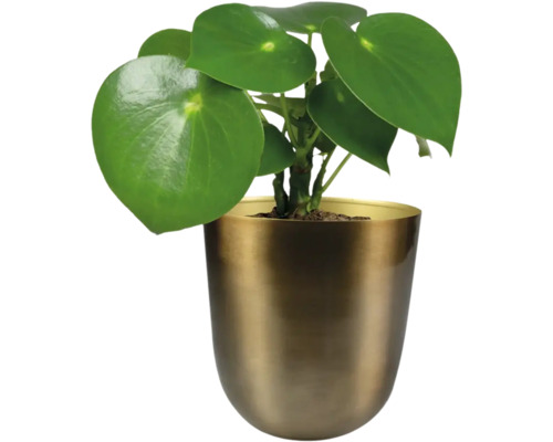 Pannenkoekenplant kamerplant in pot