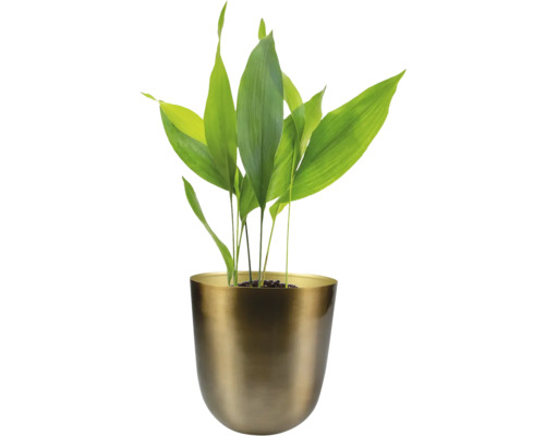 Aspidistra kamerplant in een pot