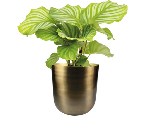 Calathea Orbifolia plant in pot