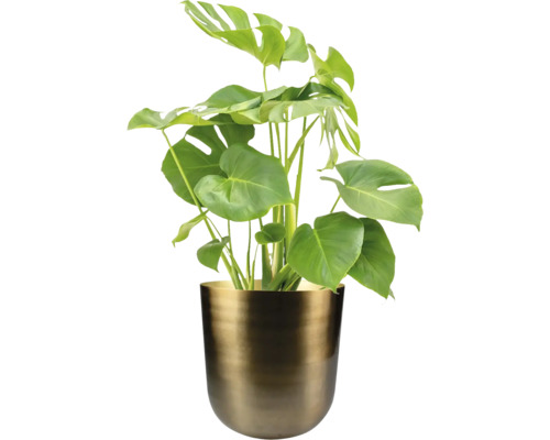 Monstera kamerplant in een pot