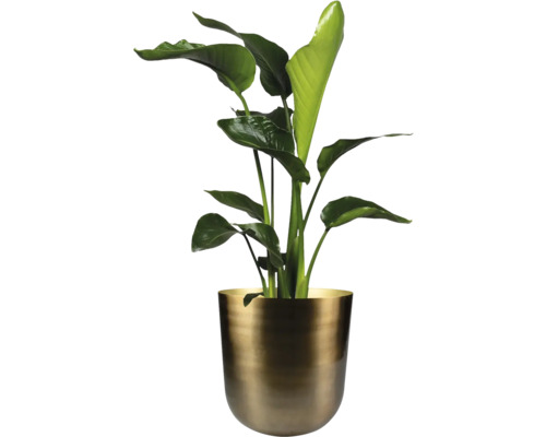 Strelitzia in pot