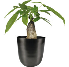 Geldboom in pot