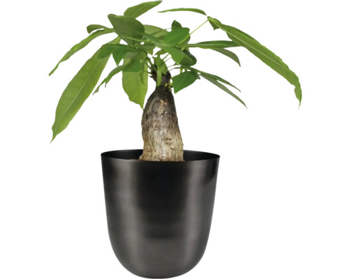 Geldboom in pot