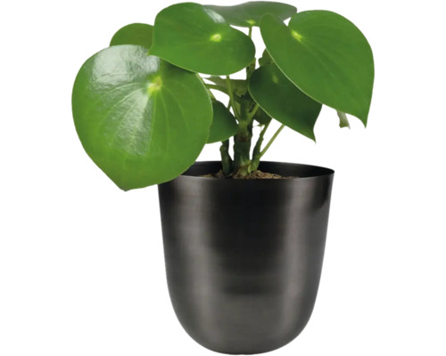 Chinese geldboom in een pot