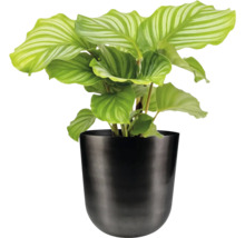 Calathea kamerplant in een pot