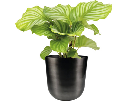 Calathea kamerplant in een pot