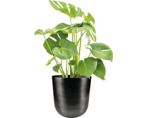 Monstera kamerplant in een pot