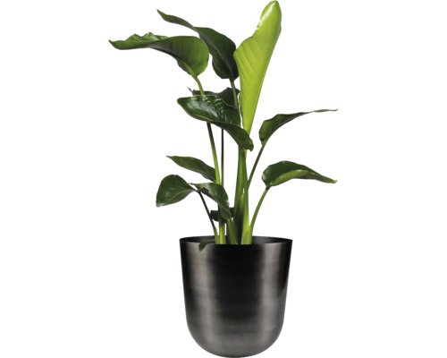 Strelitzia in een donkere plantenbak