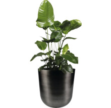 Strelitzia in een plantenbak