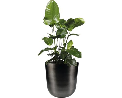 Strelitzia in een plantenbak