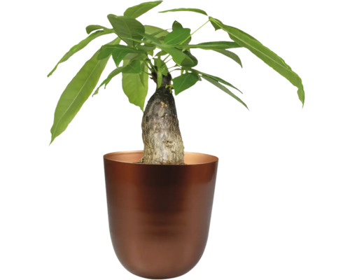 Watercacao in plantenbak