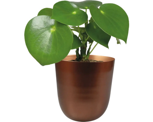 Pannenkoekenplant in een pot