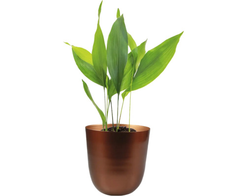 Kamerplant in pot