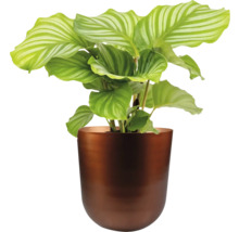 Calathea kamerplant in een pot