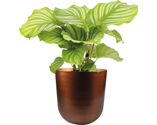 Calathea kamerplant in een pot
