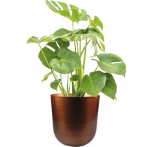 Monstera kamerplant in een pot