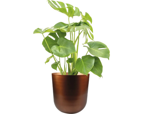 Monstera kamerplant in een pot