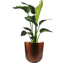 Strelitzia in een plantenbak