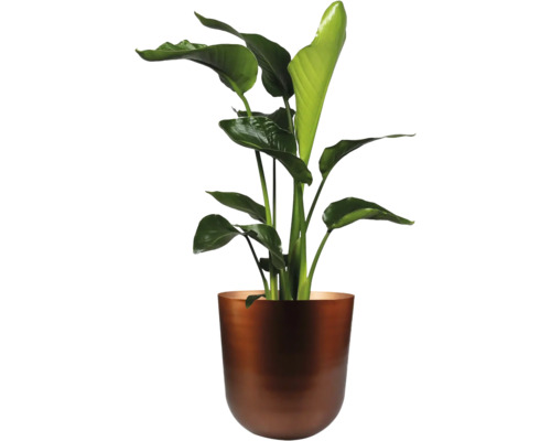 Strelitzia in een plantenbak