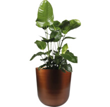 Strelitzia in een plantenbak