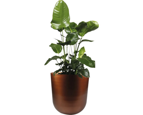 Strelitzia in een plantenbak