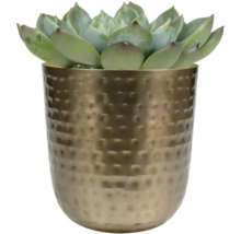 Vetplant in een pot met gehamerd patroon