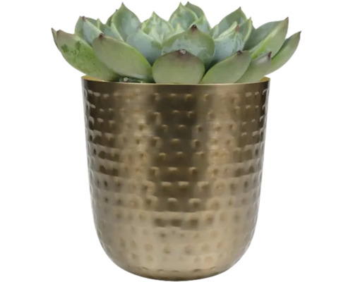 Vetplant in een pot met gehamerd patroon